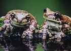 3 - Milk Frogs.jpg
